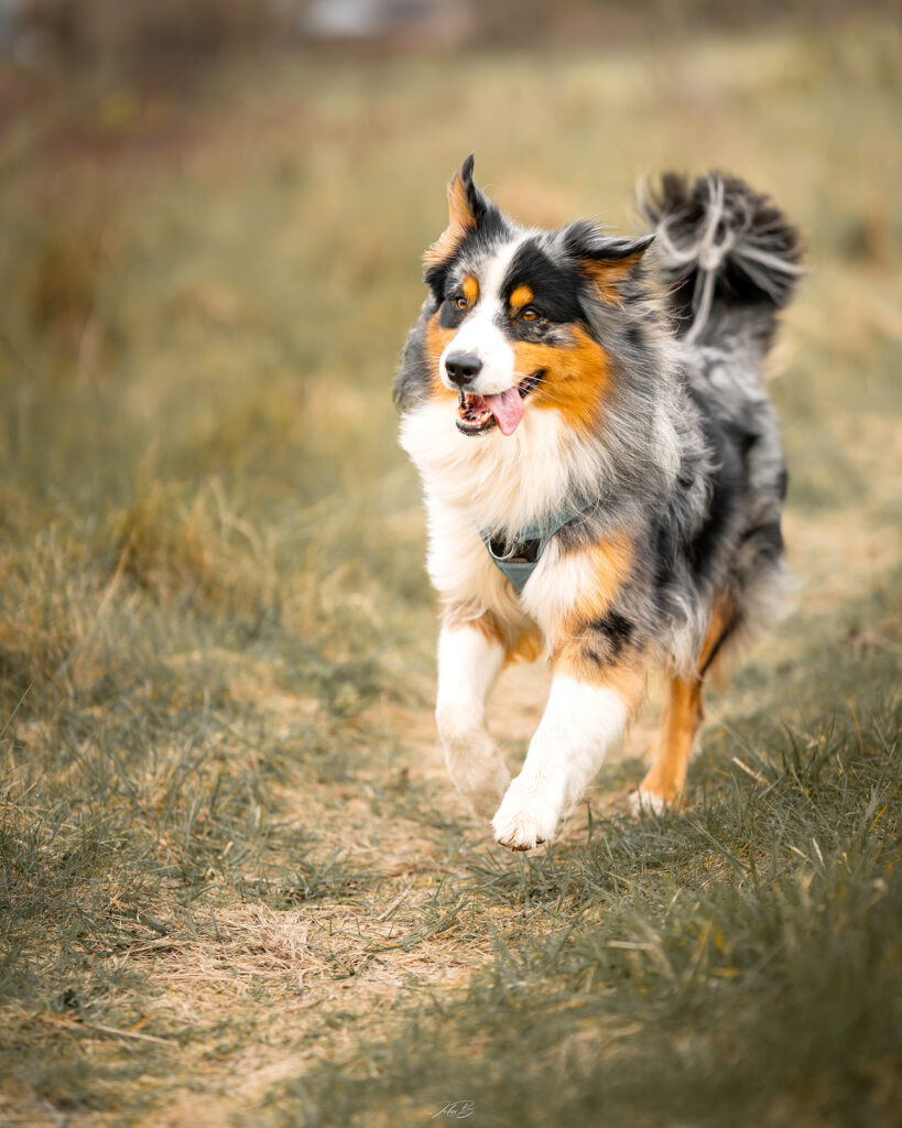 Article n°2 : Un photographe amoureux des animaux