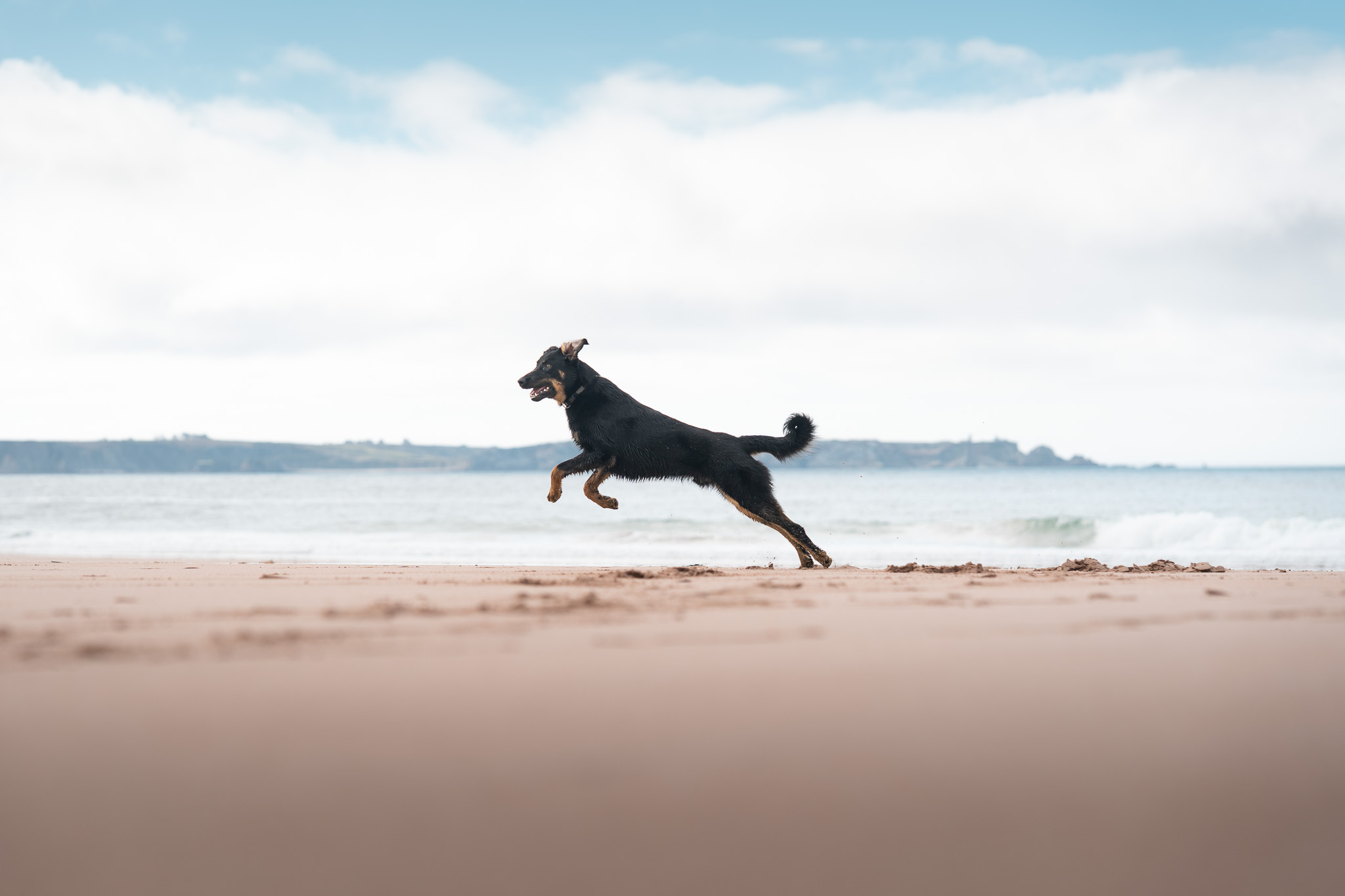 Vasco - Beauceron x setter